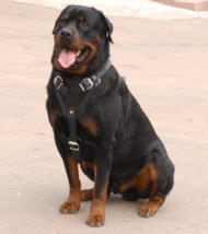 Rottweiler Agitation/ Protection Leather Dog Harness for Rotty