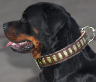 Rottweiler Gorgeous Wide Leather Dog Collar With Plates