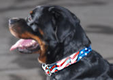 Handcrafted Leather dog collar