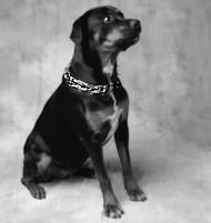Rotty pinch collar with swivel and small quick release snap hook