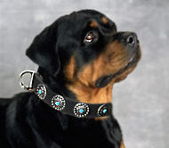 RotteLeather Dog Collar &Silver Plated Circles Blue Stones