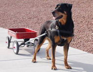Dog Cart Harness - Dog Pulling Harness - Leather Dog Harness -H5