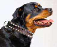 Rottweiler Leather Spiked Dog Collar-2 Rows of spikes