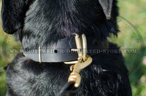 Unbreakable D-Ring for Most Strenuous Pulling on the Leash 