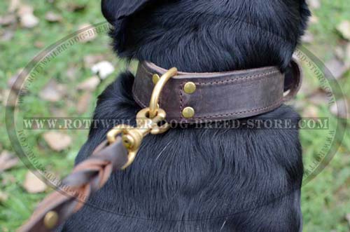 Buckle Collar with Rear Dee ring for Leash and Tags