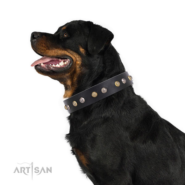 Leather dog collar with rust resistant buckle and D-ring for everyday use