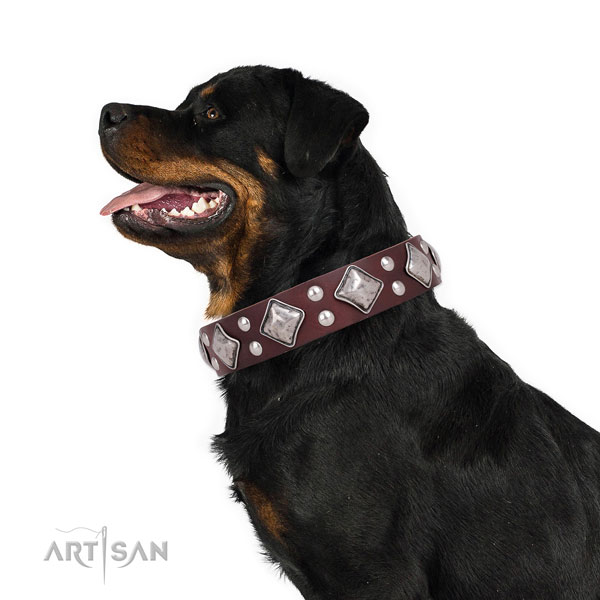 Walking embellished dog collar made of durable natural leather