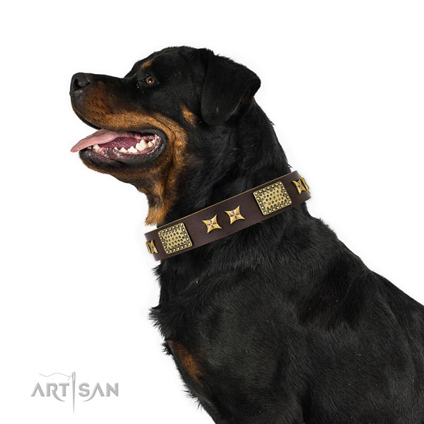 Basic training dog collar with amazing adornments