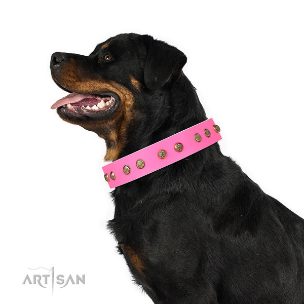 Designer studs on comfortable wearing full grain leather dog collar