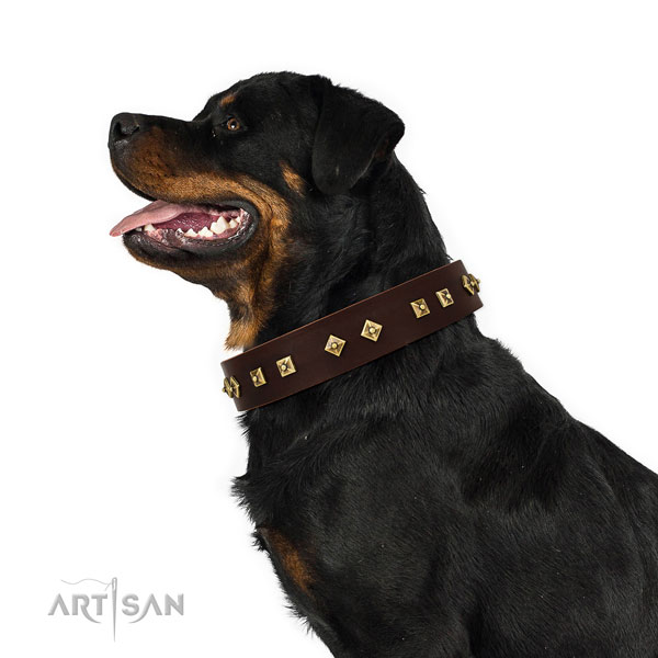 Significant adornments on walking full grain natural leather dog collar