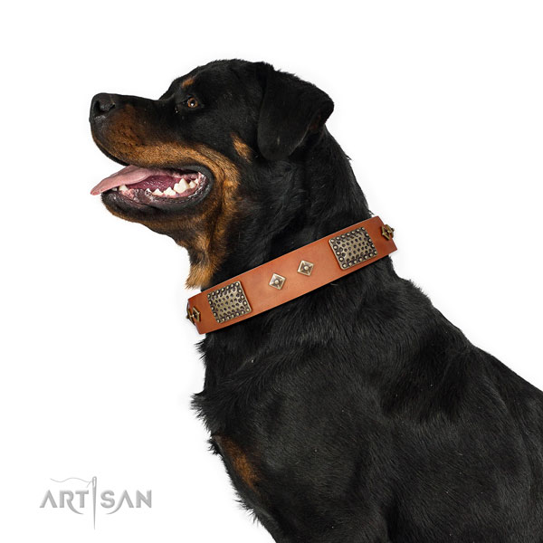 Everyday use dog collar of natural leather with fashionable adornments