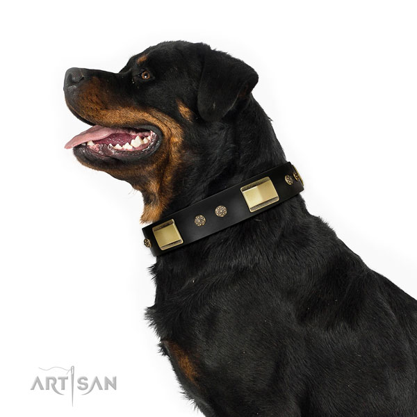 Comfortable wearing dog collar of genuine leather with impressive adornments