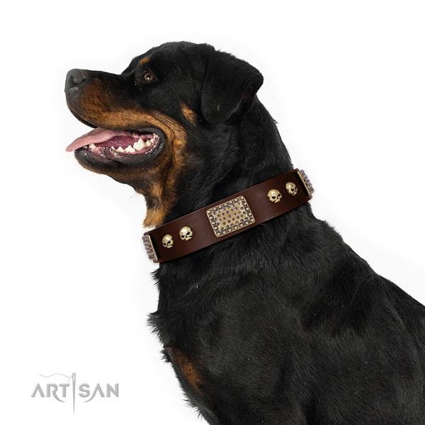 Rust resistant fittings on full grain natural leather dog collar for daily walking