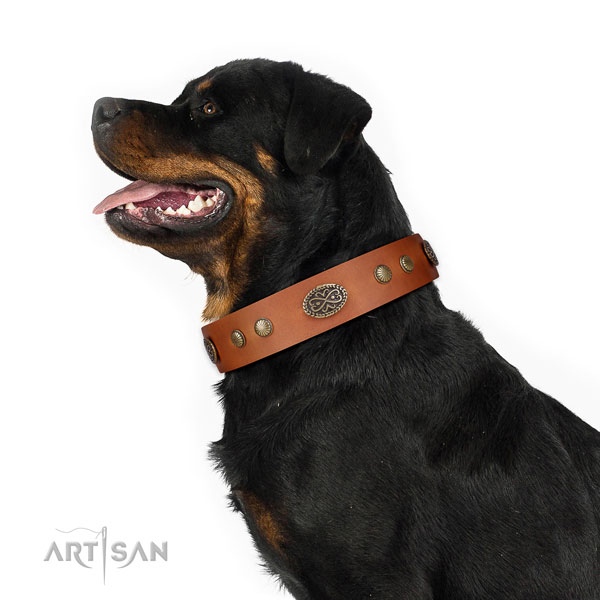 Corrosion resistant hardware on Genuine leather dog collar for stylish walking