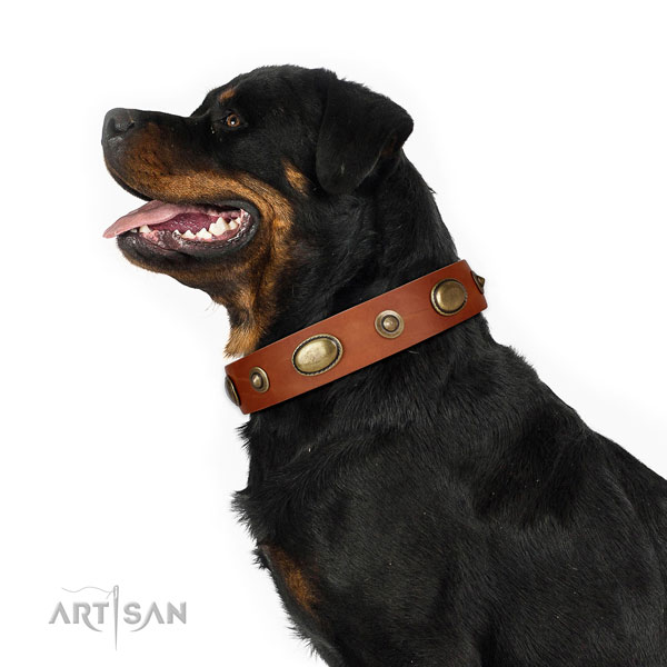 Walking dog collar of natural leather with amazing embellishments