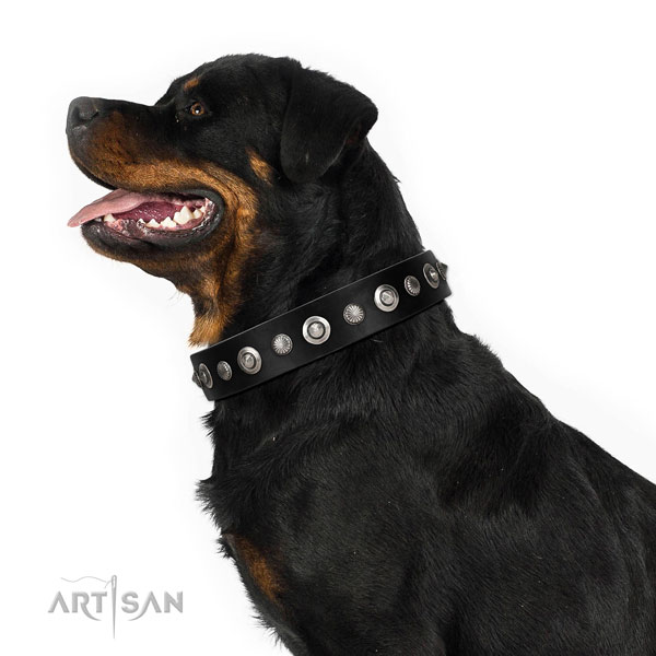Best quality full grain natural leather dog collar with remarkable adornments