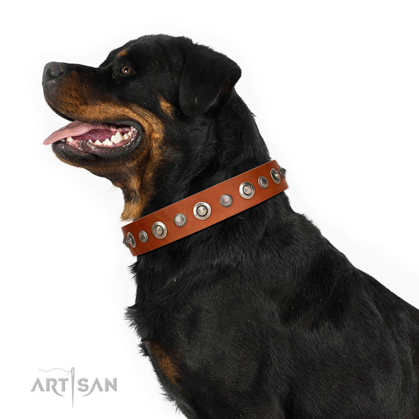 Durable full grain leather dog collar with extraordinary adornments
