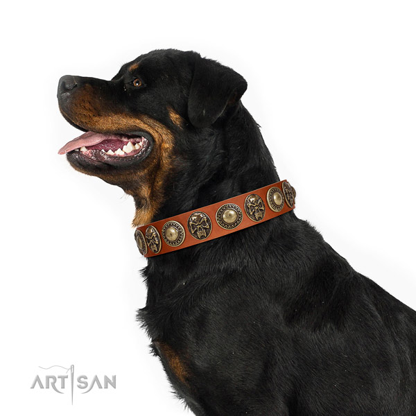 Stunning genuine leather collar for your stylish pet