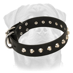 High quality leather Rottweiler collar with nickel pyramids