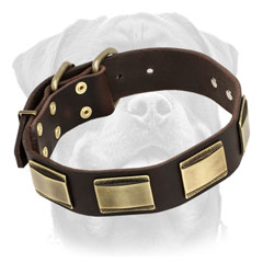 Firm Leather Rottweiler Collar     Equipped with Vintage Brass Buckle