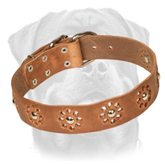 Leather Rottweiler Collar Decorated with studs