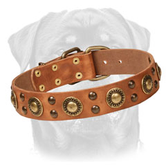 Leather Rottweiler Collar Decorated     with Brass Studs and Circles