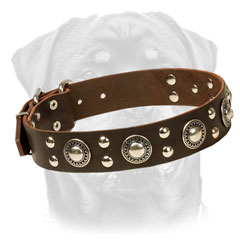 Leather Rottweiler Collar Decorated with studs and conchos