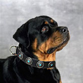 Dog Collar Silver Plated Circles Blue Stones