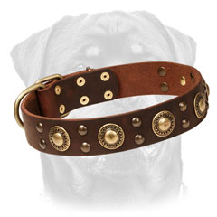 Firm     Leather Rottweiler Collar Decorated with Brass Circles