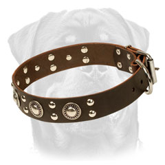 Firm Leather Rottweiler Collar Equipped with studs and conchos