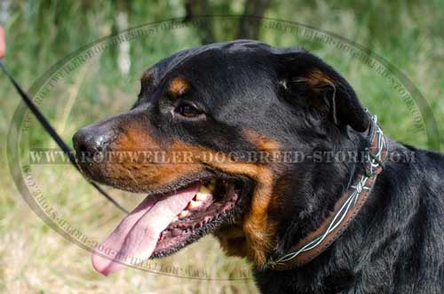 Trendy Canine Collar for Rottweilers