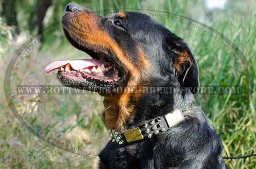 New-Fashion Leather Rottweiler Collar with Superb Decor