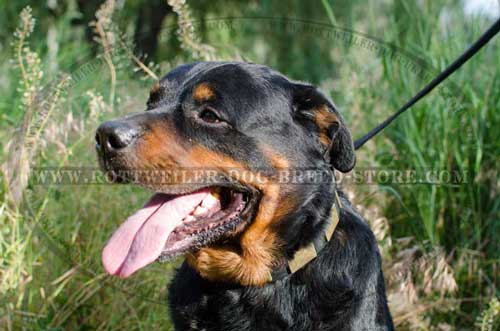 Fashionable Leather Dog Collar for Stylish Rottweilers