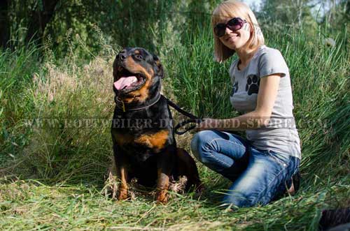 Classic Leather Canine Collar for Rottweilers
