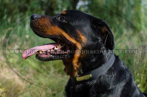 Best Buckle Collar with ID Tag for Rottweilers