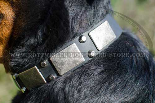 Hand crafted Leather Canine Collar with Nickel Finish 