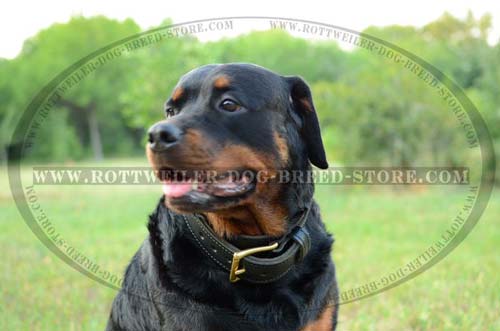 Perfect Leather Buckle Collar for Rottweilers