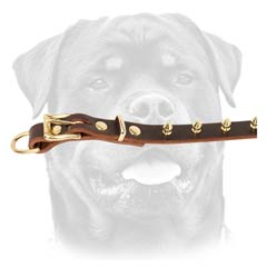 Nice leather dog collar with necessary width
