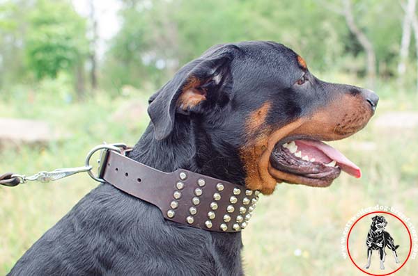 Studded Rottweiler leather collar