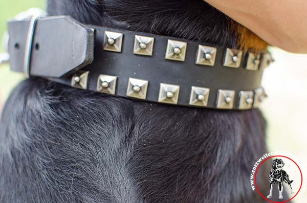 Designer leather Rottweiler collar