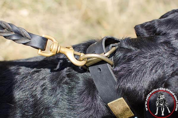 Rottweiler collar with D-ring for leash attachment