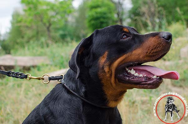 Rottweiler choke collar with stitching