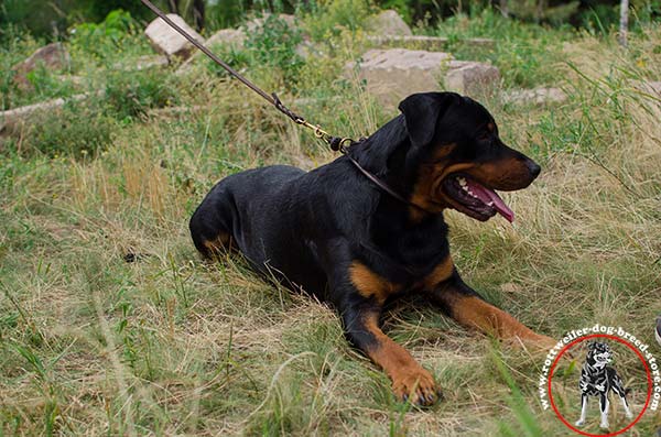 Choke Rottweiler collar for basic training