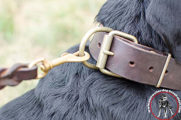 Rottweiler collar with sturdy fittings