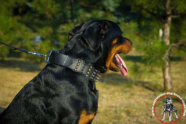 Rottweiler collar furnished with D-ring and buckle