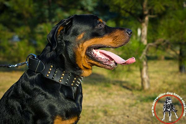 Rottweiler collar for easy walking