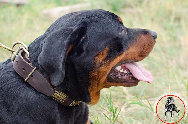 Rottweiler leather collar with sparkling plates
