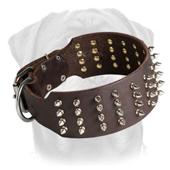 Wide leather collar with 4 rows     of spikes for Rottweilers