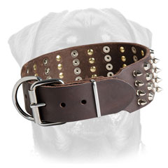 Spiked     Rottweiler collar of leather