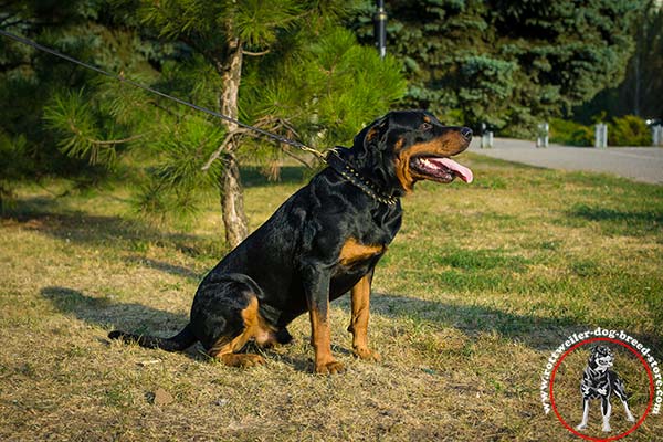 Rottweiler leather collar for utmost comfort